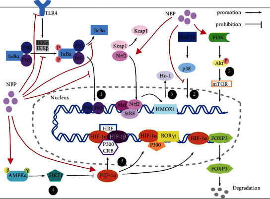 6066-49-5 3-n-Butylphthalidedruginflammatoryimmune-mediated diseases