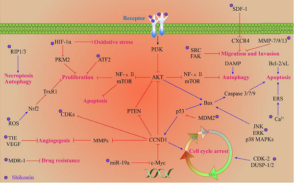 505-48-6 ShikoninAnti-cancersignaling pathway