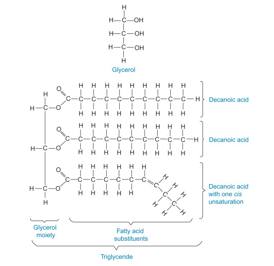 77-92-9 Hazards of Citric AcidCitric Acid