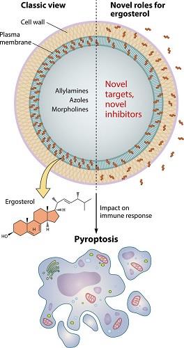 The multiple roles of ergosterol in fungal cells.jpeg