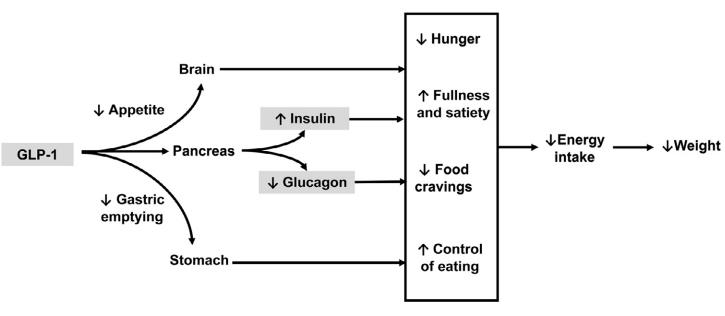 99291-20-0 Semaglutideobesityweight losssafety