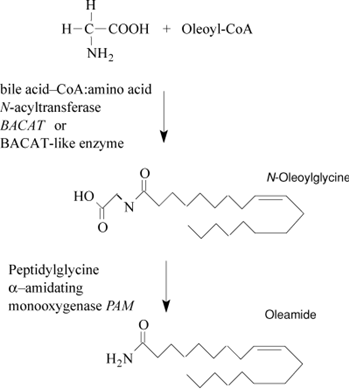 301-02-0 DiscoveryBiosynthesisOleamide