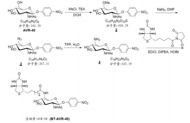 4-硝基苯基-2-乙酰胺基-2-脱氧-B-D-吡喃葡糖霉的药理作用及其生物素化