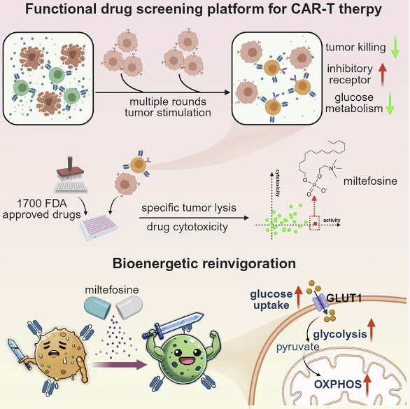 米替福新增强CAR-T细胞活性机制 米替福新增强CAR-T细胞活性机制