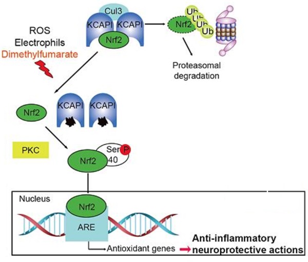 富马酸二甲酯 作用机制示意图