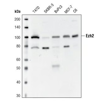 EZH2 antibody EZH2 antibody