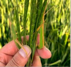 pyroxasulfone as an herbicide