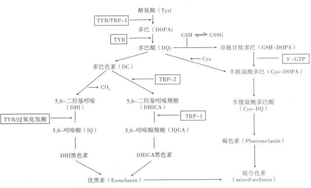 黑色素的生物信息与作用