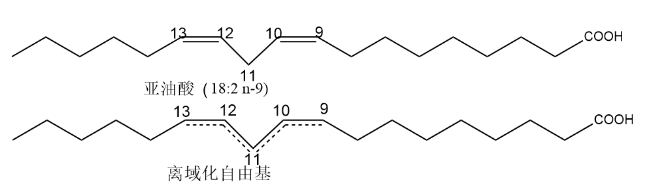 亚油酸及其自由基结构