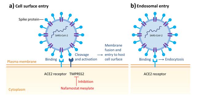 Fig. 2 SARS-CoV-2 entrypathways. ACE2 angiotensinconverting enzyme 2, SARSCoV-2 severe acute respiratorysyndrome coronavirus-2,TMPRSS2 transmembraneprotease serine 2.png Article illustration