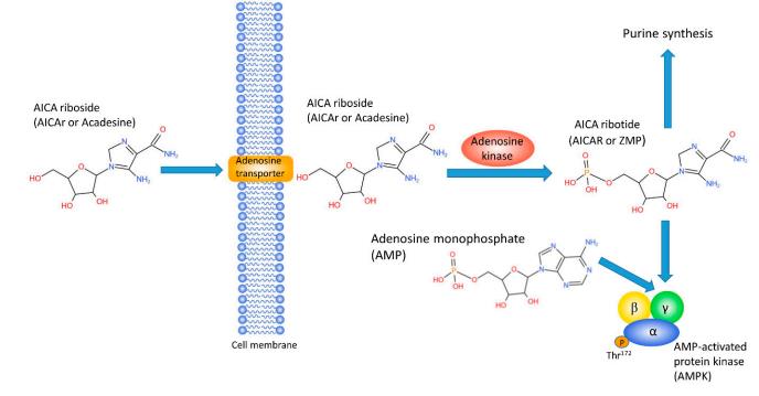 2627-69-2 AICARadenosine monophosphate kinaseZMP