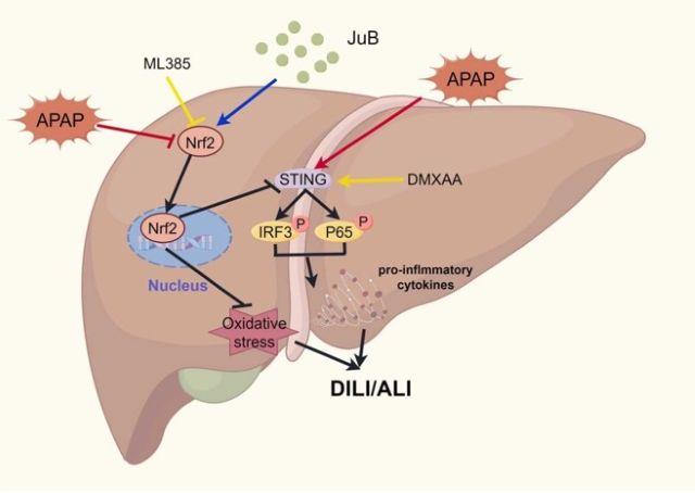 有关酸枣仁皂苷B的最新研究