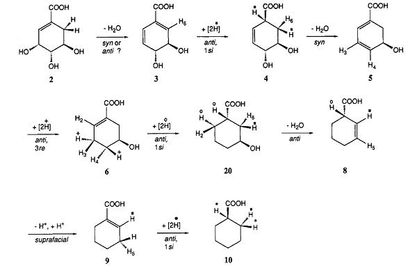 Proposed Biosynthetic Pathway of Cyclohexanecarboxylic Acid Formation in A. acidocaldarius and S. collinusa.