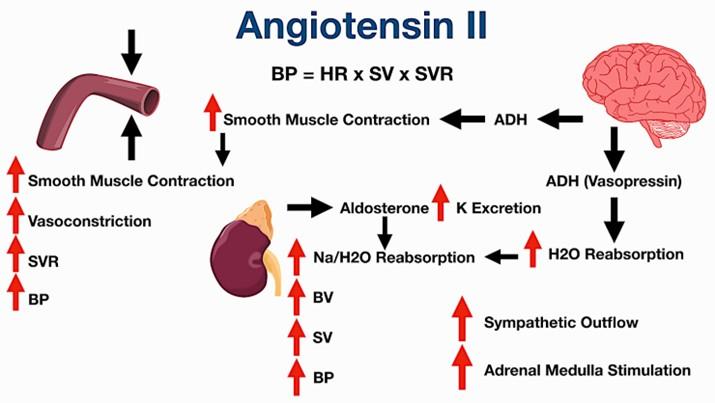 Schematic Diagram of Angiotensin II Human Bioactivity