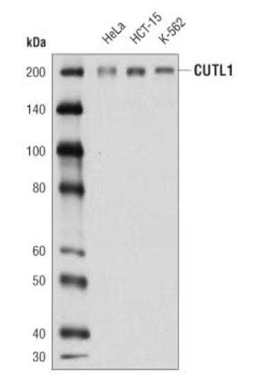 CUTL1抗体对海拉细胞、HCT-15细胞及K-562细胞的蛋白质印迹分析图