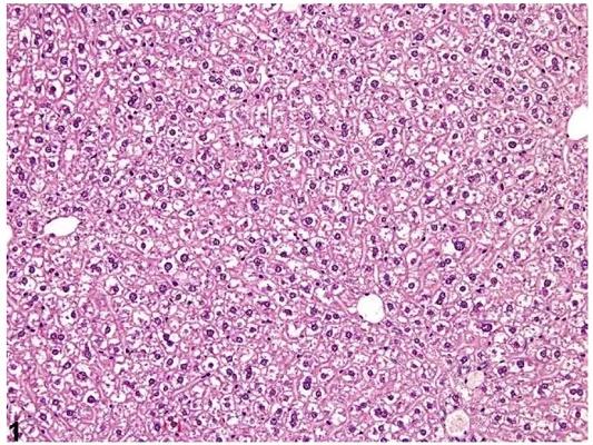 糖原的应用与研究