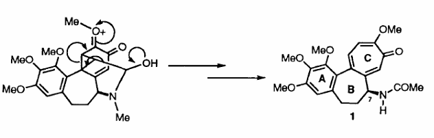Late Stages in the Biosynthesis of Colchicine
