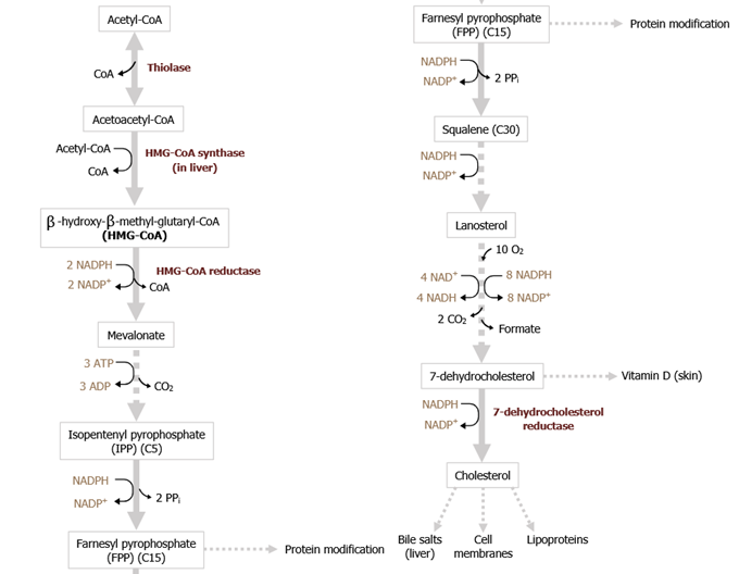 57-88-5  Synthesis PathwayCholesterolBiosynthesis