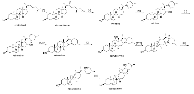 CYCLOPAMINE biosynthesis