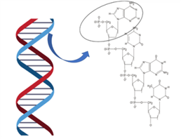 Polydeoxyribonucleotides（PDRN）