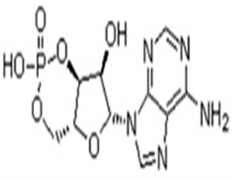 Adenosine 3',5'-cyclic monophosphate (CAMP)