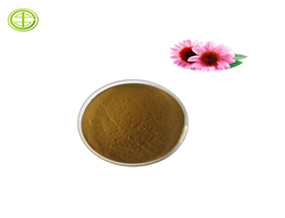 Echinacea Purpurea Extract