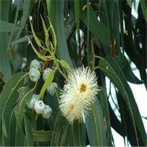Eucalyptus globulus, ext.