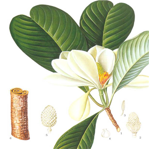 magnolia oil