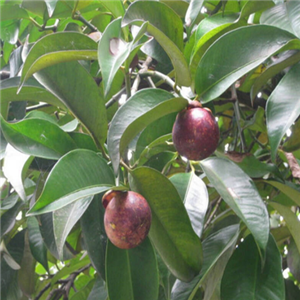 mangosteen extract