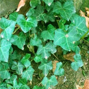 IVY EXTRACT