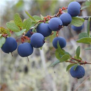 European Bilberry Extract
