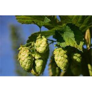 hop extract