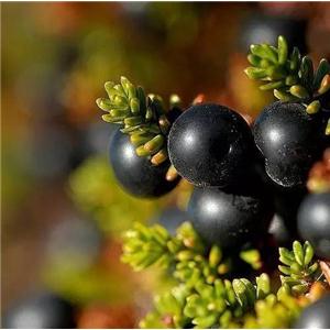 Black Currant Extract