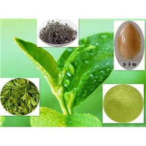 Green Tea Extract