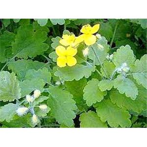 celandine extract