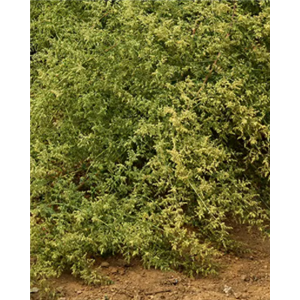 Artemisia Annua Extract