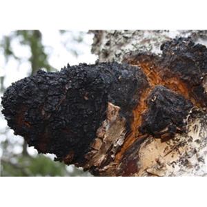 Chaga Mushroom extract