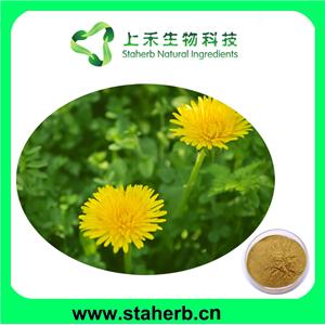 Dandelion Extract