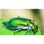 Blister beetle extract pictures