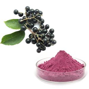 Sanmbucus williamsii Hance P.E; Elderberry pure extract