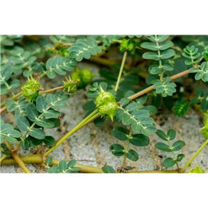 Tribulus terrestris ext.