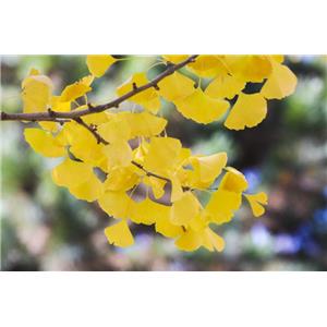 Ginkgo biloba extract