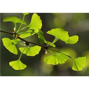 Ginkgo biloba extract