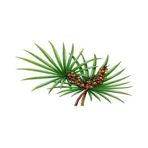 Saw Palmetto extract