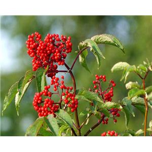 Sanmbucus williamsii Hance P.E; Elderberry pure extract