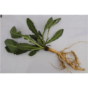 Isatis indigotica Root Extract