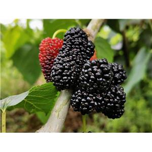 Mulberry powder;Mulberry Extract