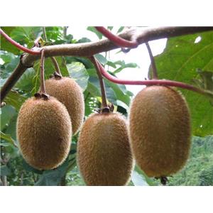 Actinidia chinensis, ext.;  Kiwi Extract