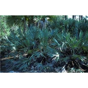 Saw Palmetto extract