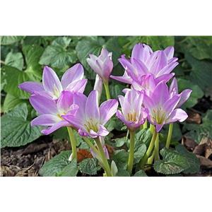 Colchicine